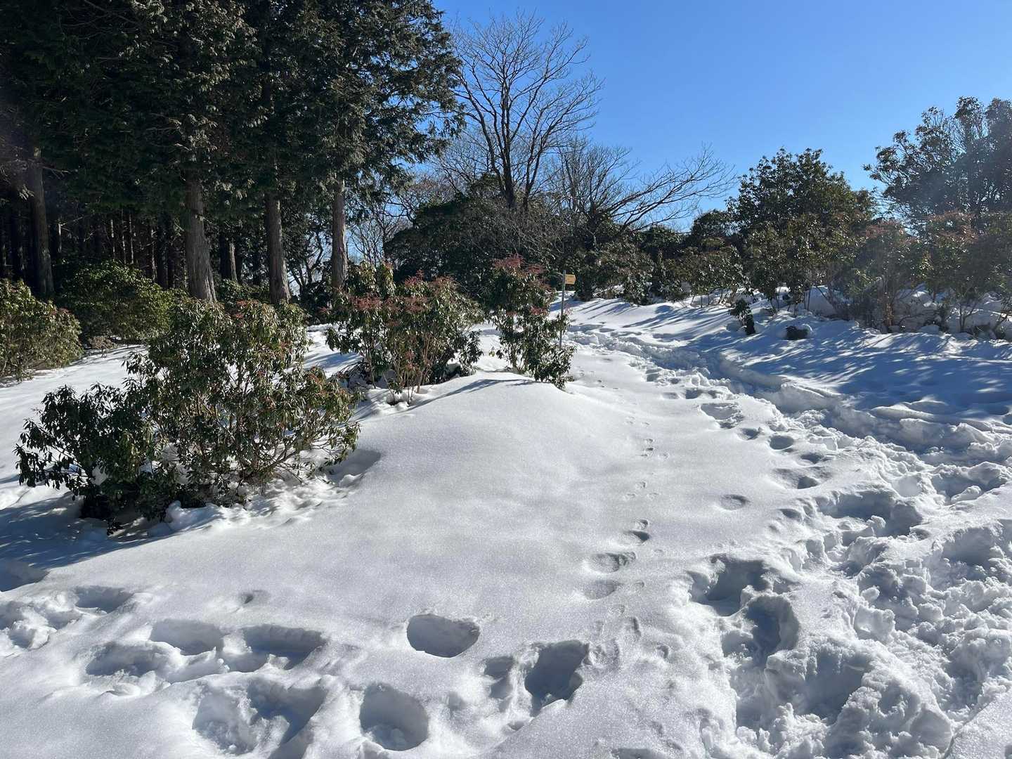 頂上付近は広くて、新雪箇所もたくさん
