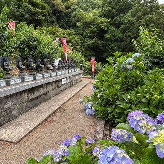 清水寺も紫陽花が綺麗に咲いてました♪