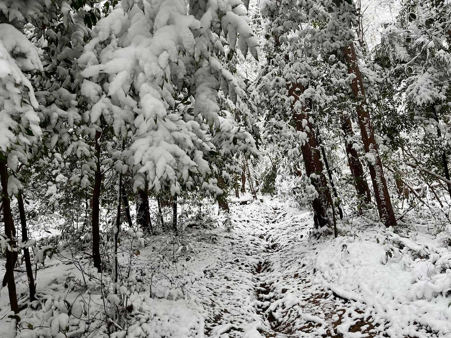 登山道はこんな感じ！