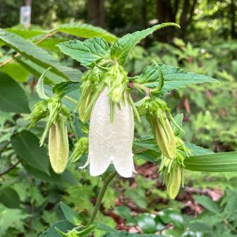 ホタルブクロ　白花