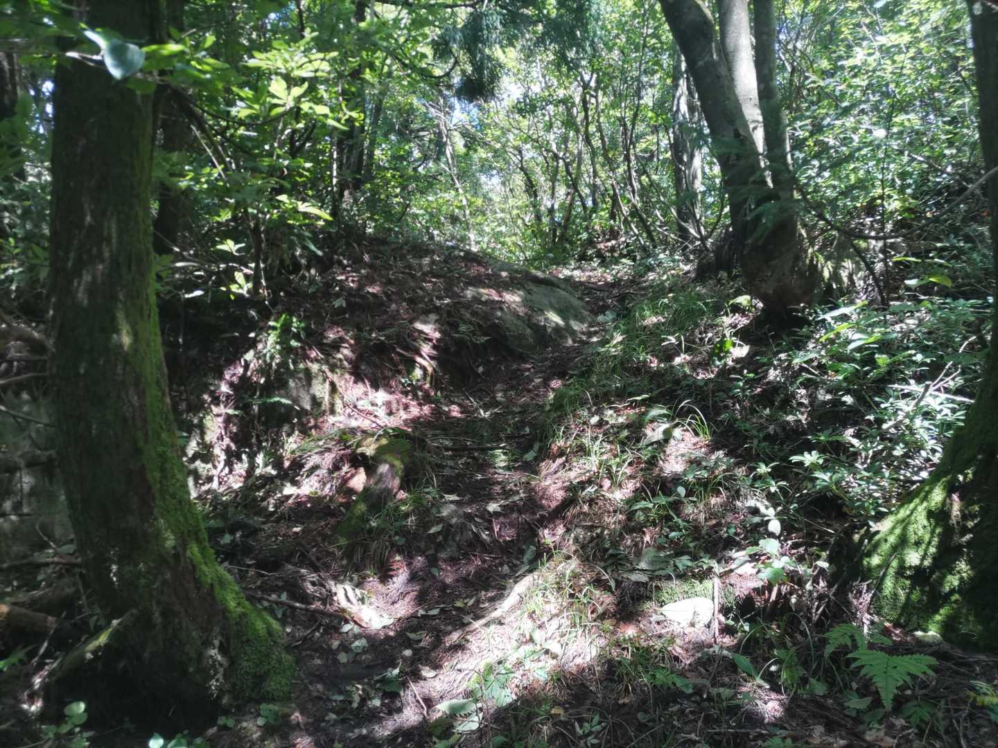 傾斜は比較的緩やかな下りが殆どで、快適な下山でした✨
軽いアップダウンがむしろ楽しめた感じです😃