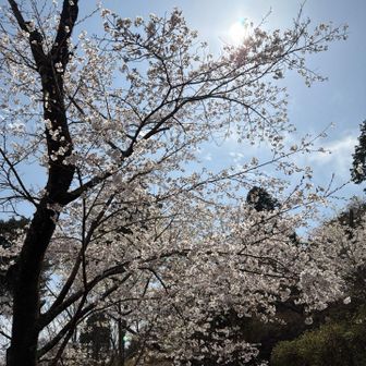 管理棟そばの桜🌸
