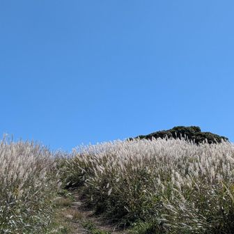 両脇ススキの群生、秋の訪れを感じます