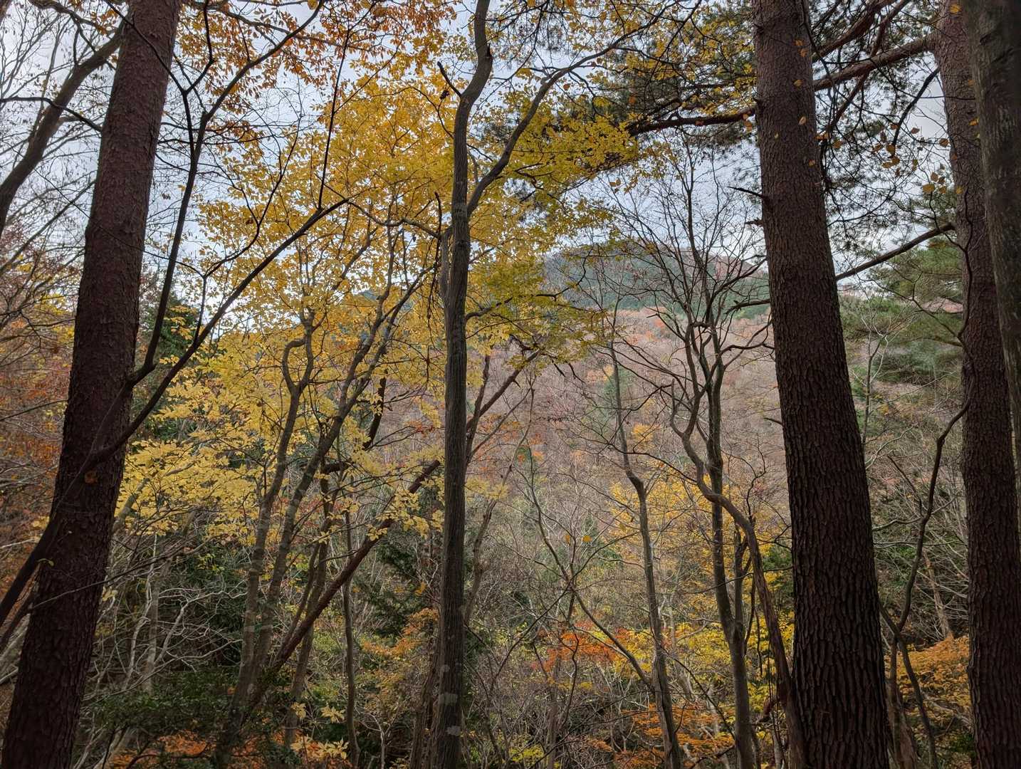 🍁