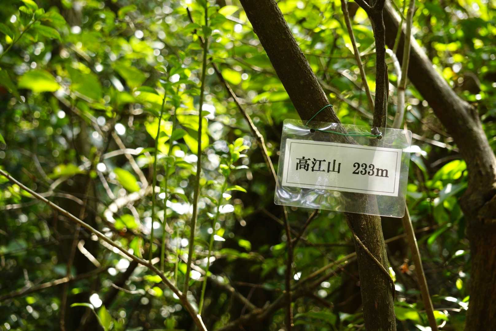 ようやく山頂へ

眺望はありませんが
緑を仰ぎみて休憩( ´ ▽ ` )