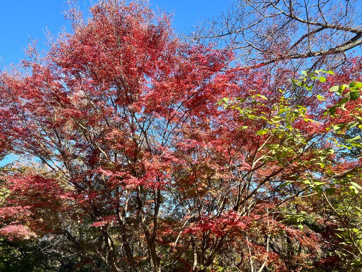熊ヶ峰-葛城山-彦山 周回コースの写真