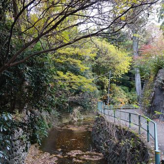 渓谷の南側の遊歩道は歩けるようだ
