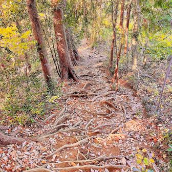 ケンティニウス