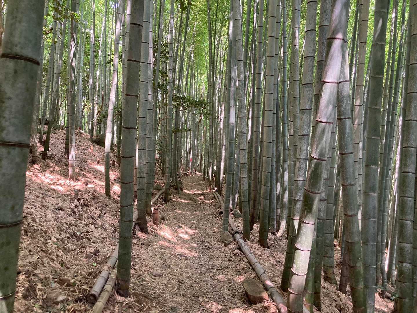 竹林
近くにタケノコで有名な合馬の竹林あります✨