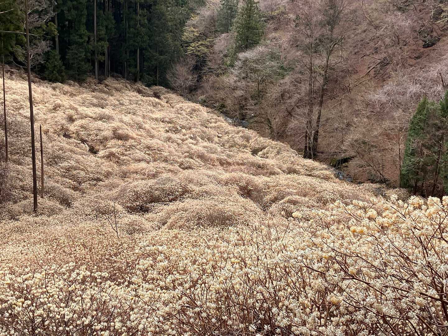 雲海ならず花海