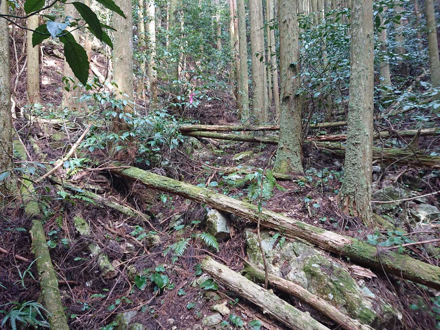 川上入口バス停-権現山登山口-権現山 往復コースの写真