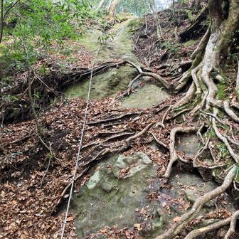ここからなかなかの急登続きます