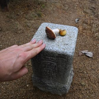 三角点にタッチ♪キノコが置かれてました