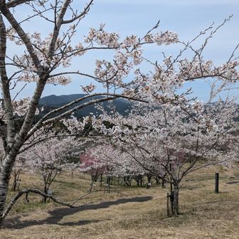 桜散らないでー