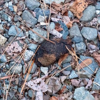 何かの う◯こ。
なんだろうね？