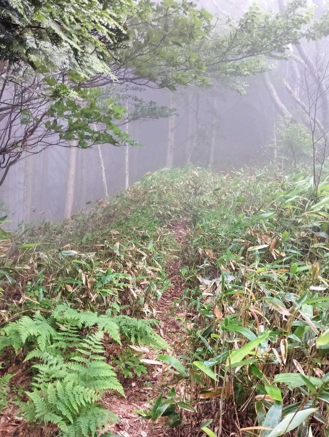 森の中もガスガスで前方の見通しも悪く走っていくことができません🙅‍♂️