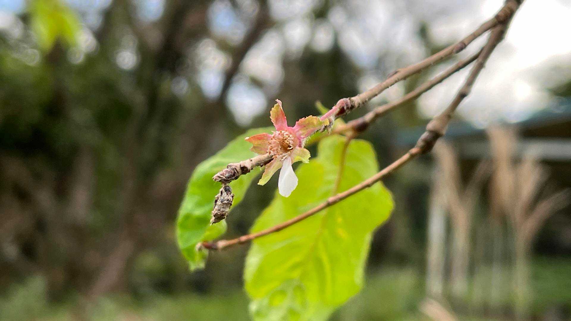 どう言う訳か、桜の花🌸
ほぼ散っていますが一枚だけ残ってますねー。

最近、ニュースで季節外れの桜の話しは聞いた事が有ります。