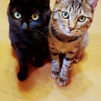 🐾ちゃあちゃん🐾ﾆｬﾝ 《ソロ好ちっ💕》 