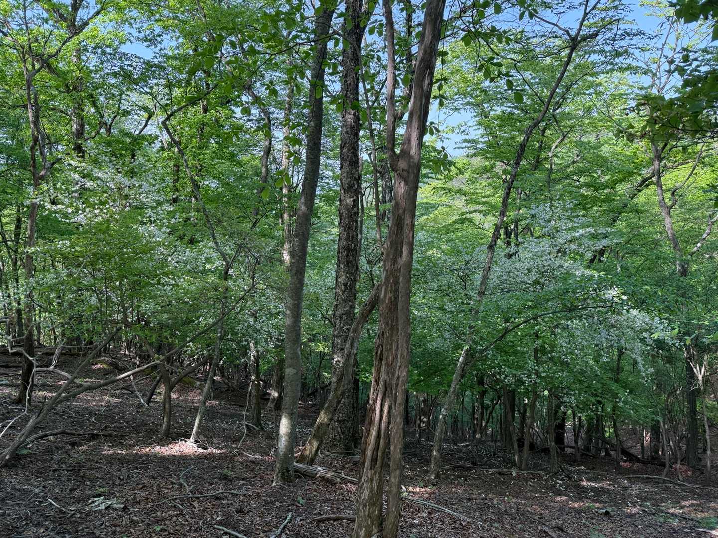 わかりにくいですが目の前にはびっしりとシロヤシオが咲いていました😃