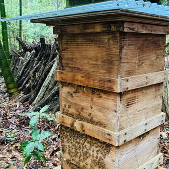 蜂箱🐝　こんな近くで初めて見た　この子達の仕事で沢山の恵みがもたらされているのね🙏