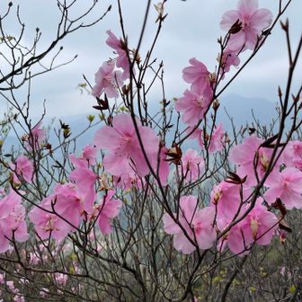 山頂は余り広くはないですが、貸切にてアカヤシオ愛でながらの休憩🍙☺️
その後、木々岩峠・高原へ下山です