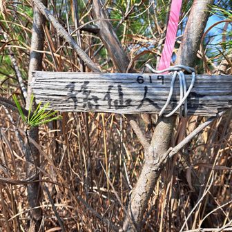 孫仙人ヶ岳
足元に逢って危うく見逃すところでした。