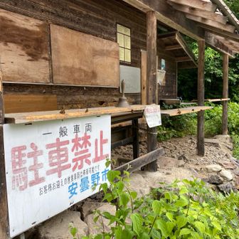 登山口が蝶に占拠されてた😅