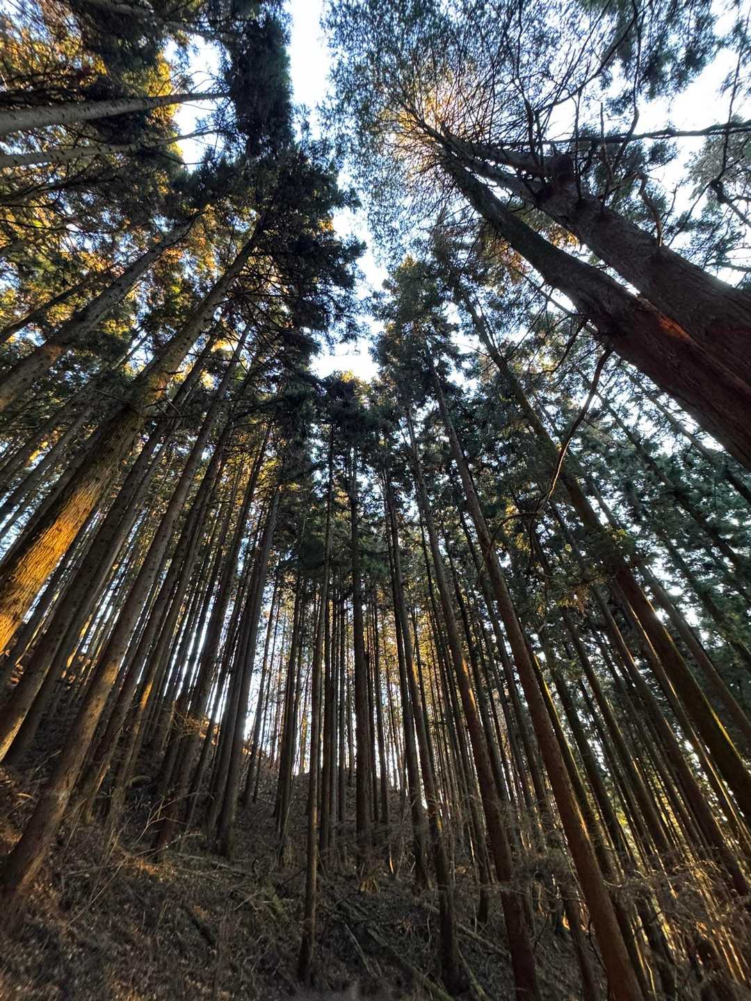 碓氷峠旧中山道入口-刎石山 往復コースの写真