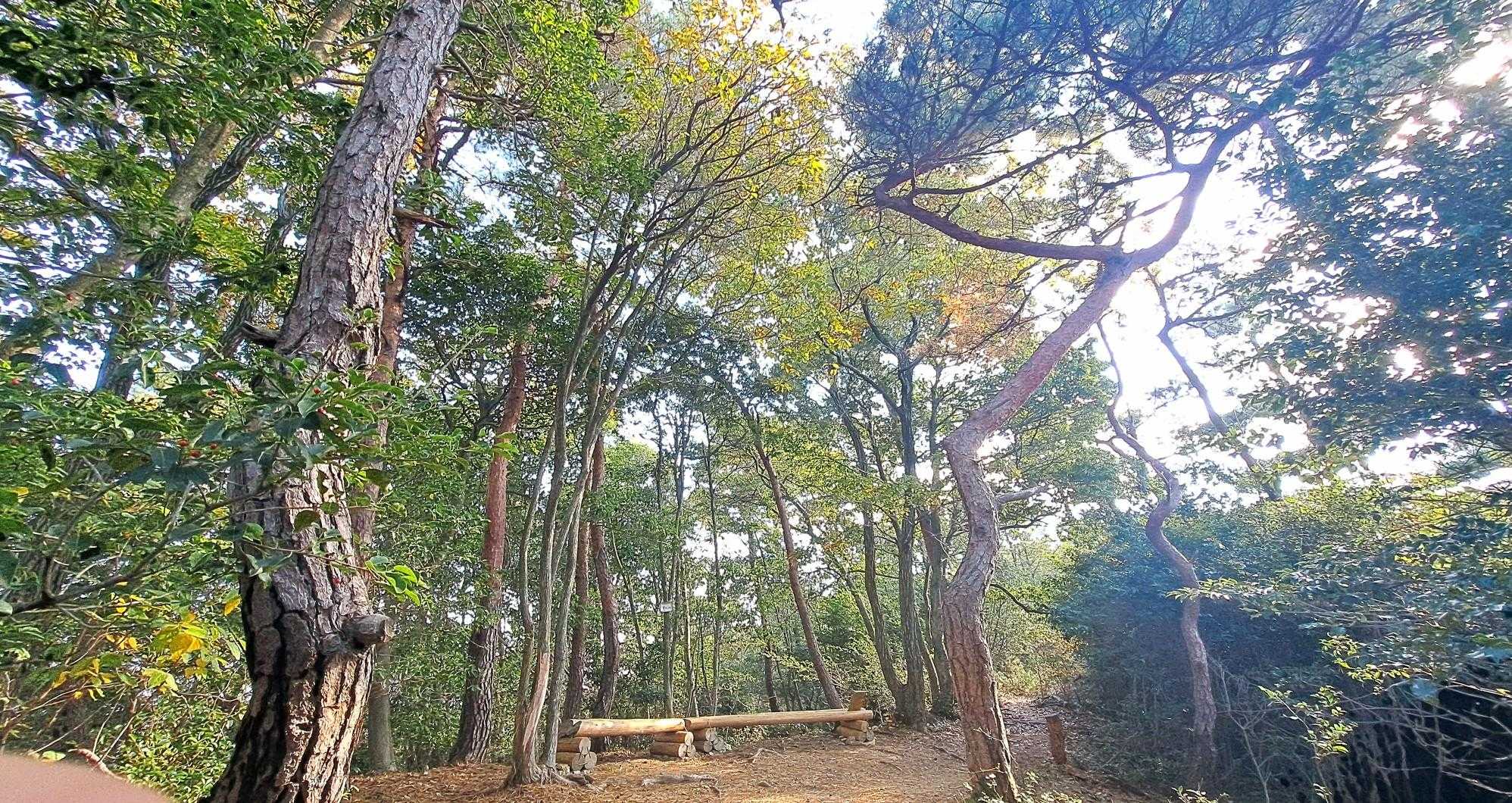 ベンチあります。 手前の松の 枝振り が いいですね。