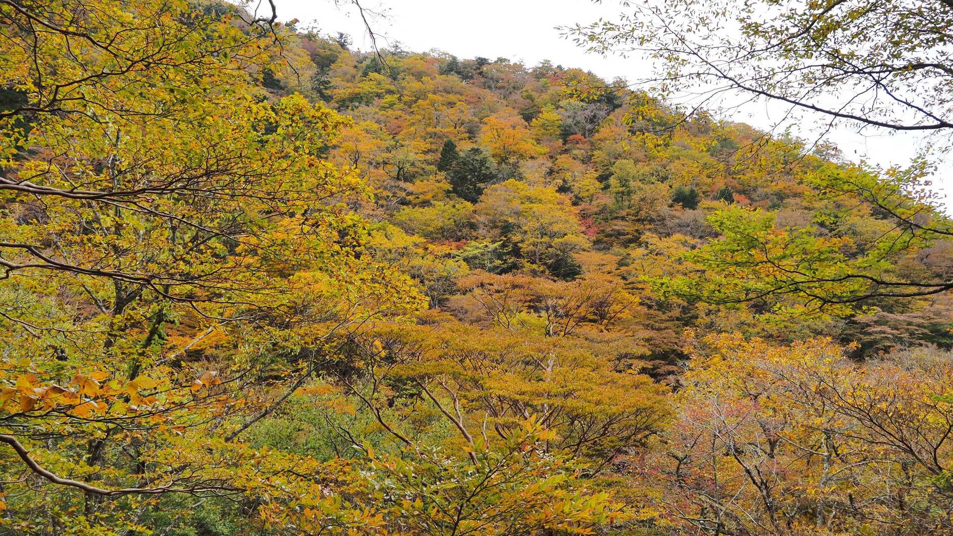 八経ヶ岳 | 近畿最高峰の絶景パノラマ。苔むす原生林を抜け大峰の峰々を望むの写真