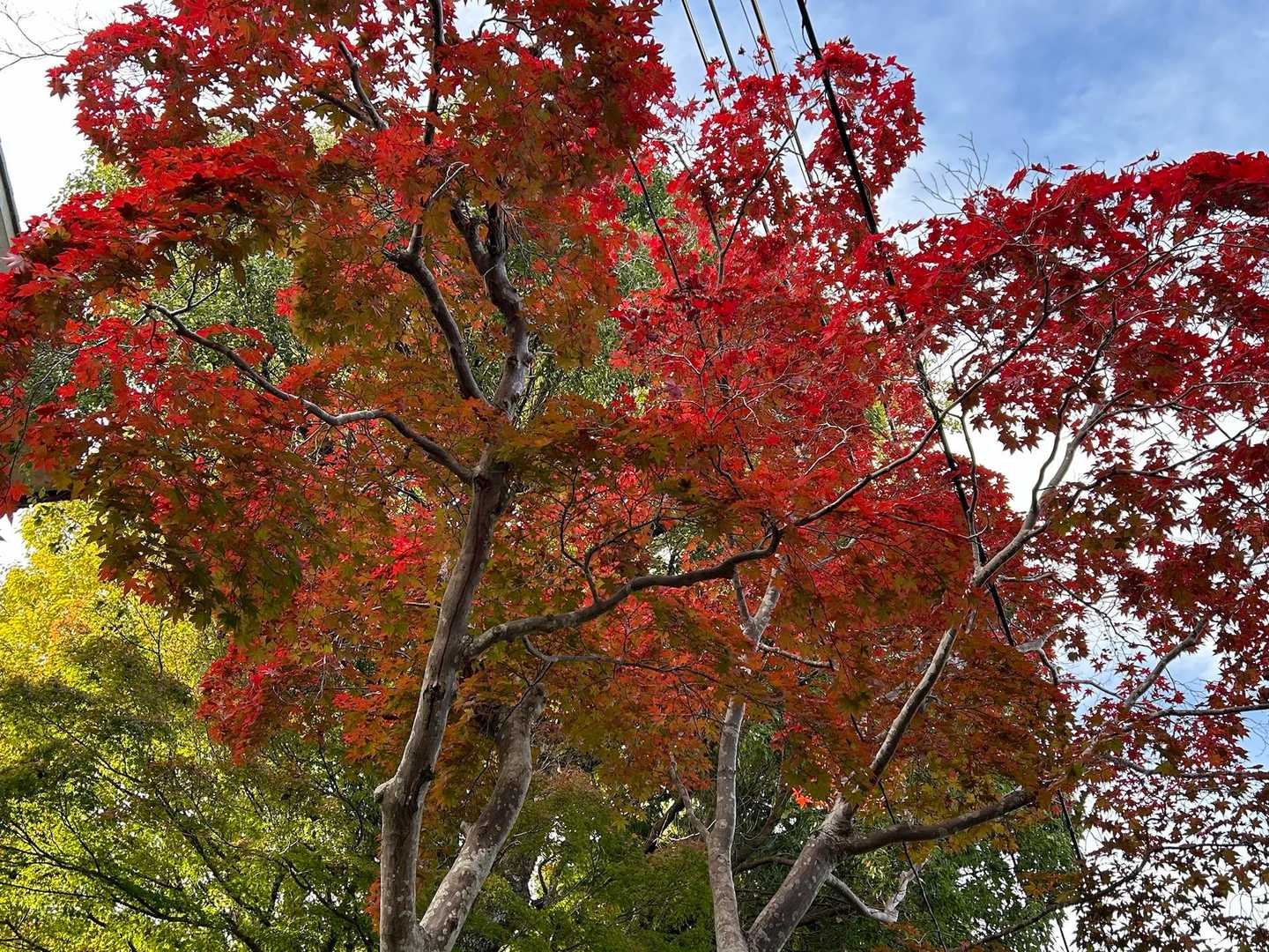 🍁✨