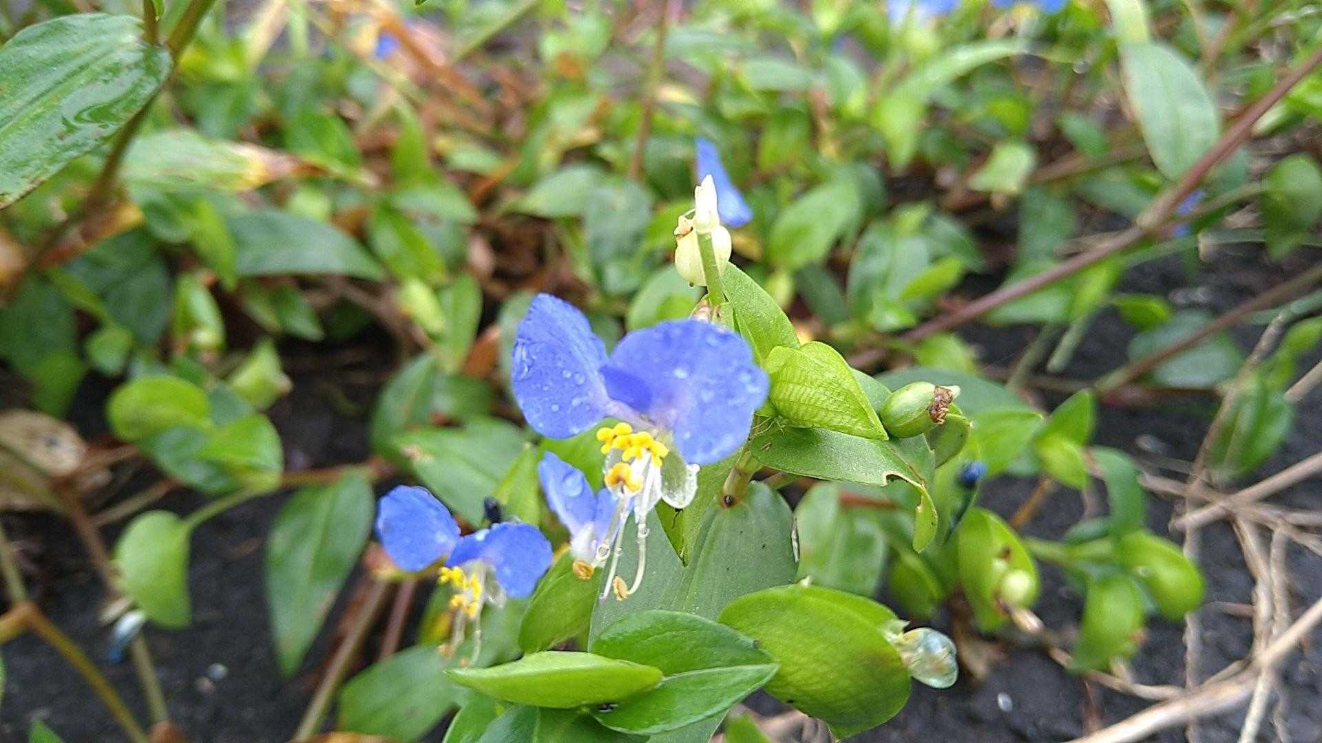 実は青系の花が好きだったりします。