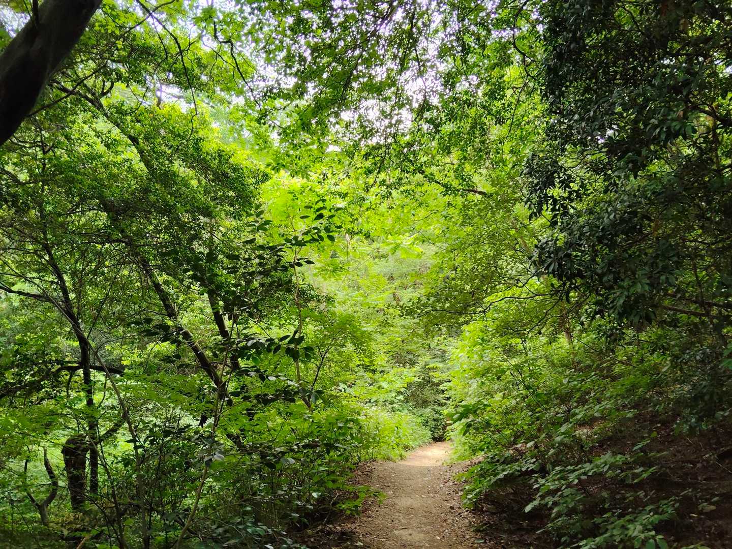 六甲越-六甲山 往復コースの写真