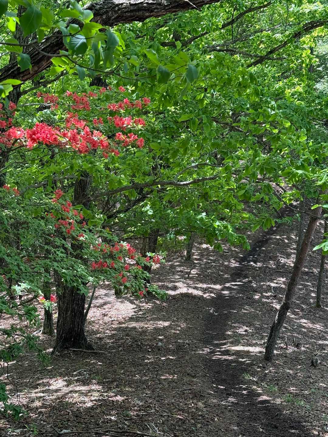 下山開始🎶