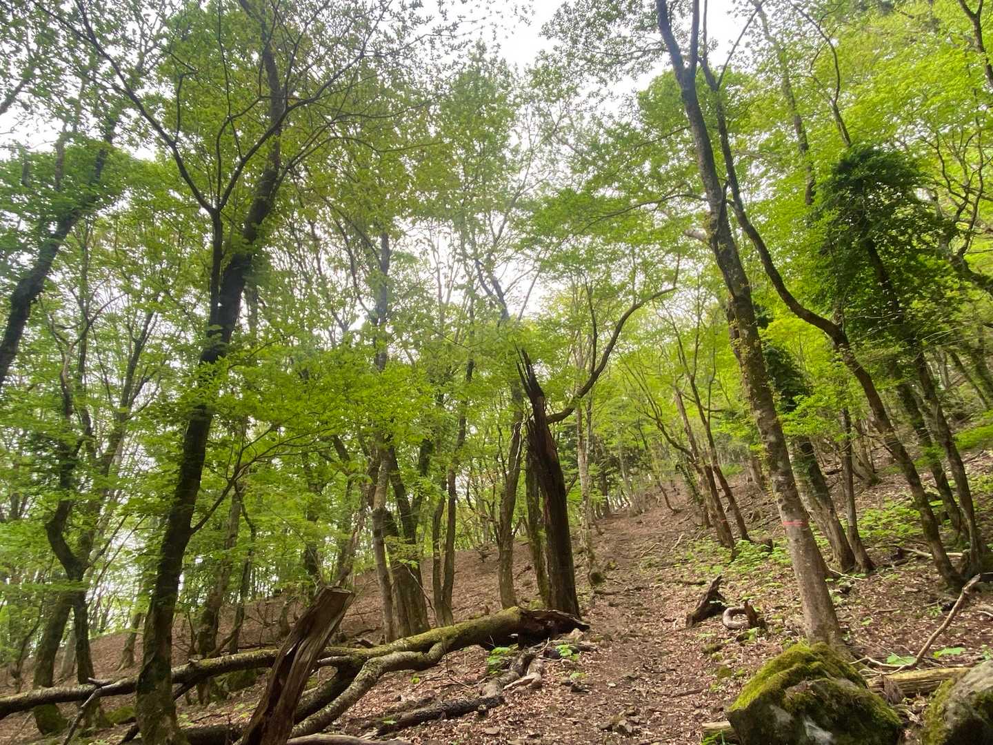弥仙山登山口-弥仙山 周回コースの写真