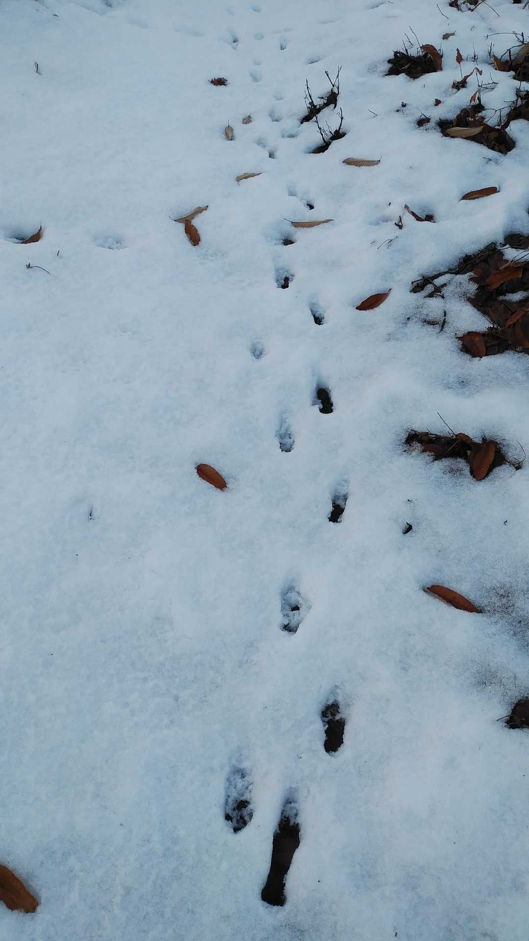 たぬきかな？🦝
獣の足跡が山頂に向かっていました。
実家に来たたぬきがトレースつけてくれたのかな？🦝