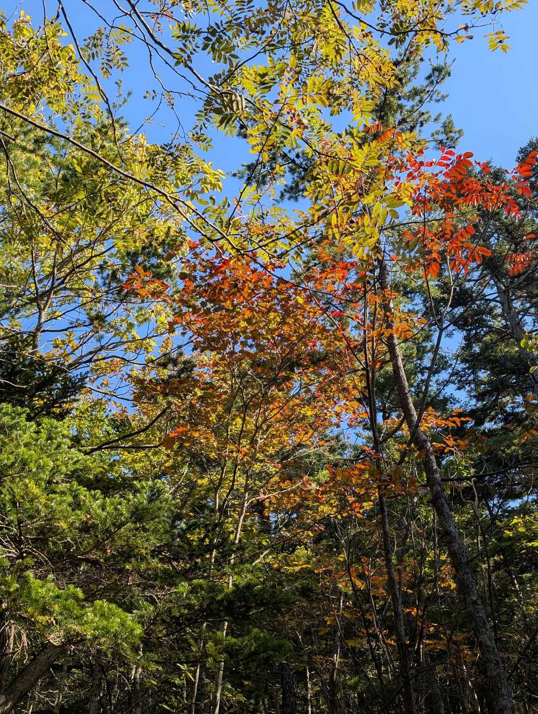 下山の時のほうが紅葉がキレイでした