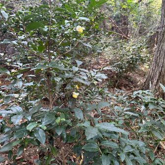 この辺りは昔茶畑だったとか？何回登っても新しく知る事が多い〜🫢