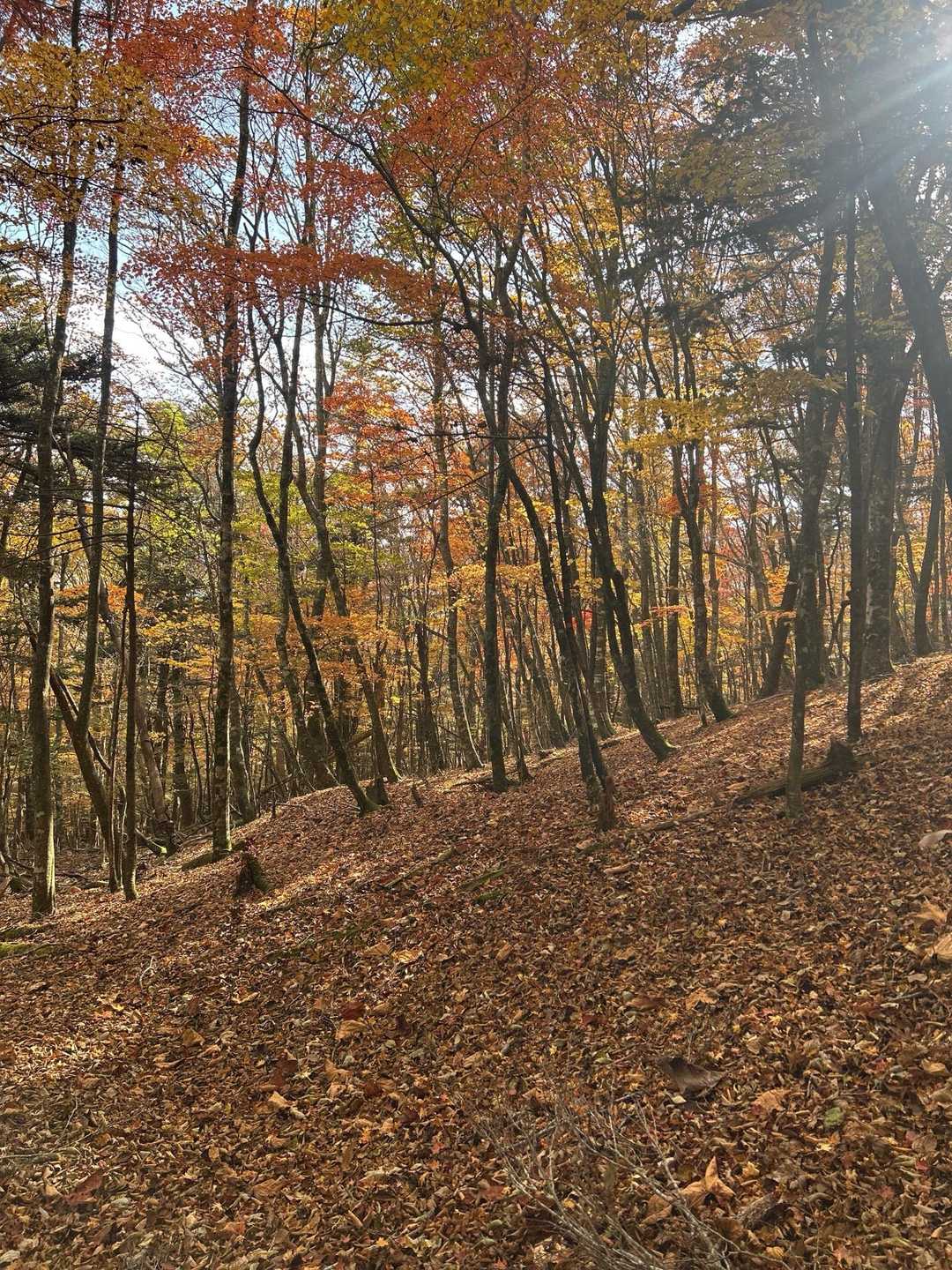 紅葉がきれいでしょう〜