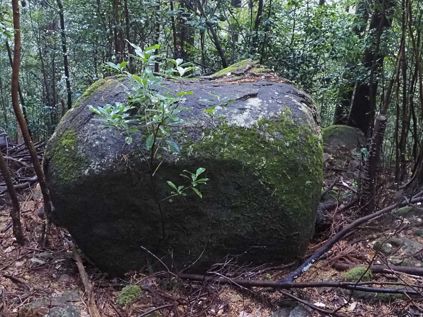 桐原側登山口-子ノ泊山 往復コースの写真