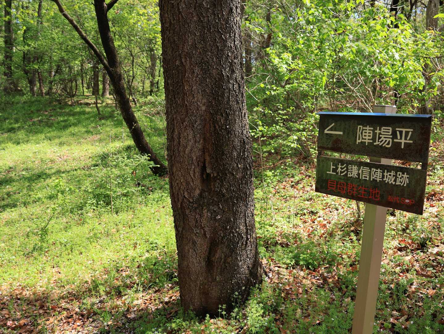 あらやだ奥さん、この看板にバッチリ書いてあるじゃないの。貝母（バイモ）群生地って…😰