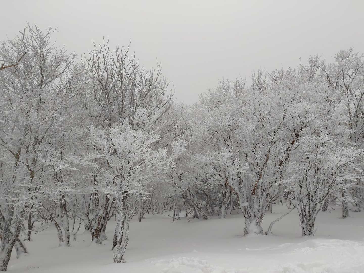 山頂も霧氷、雪、雪雲で白銀❄✨