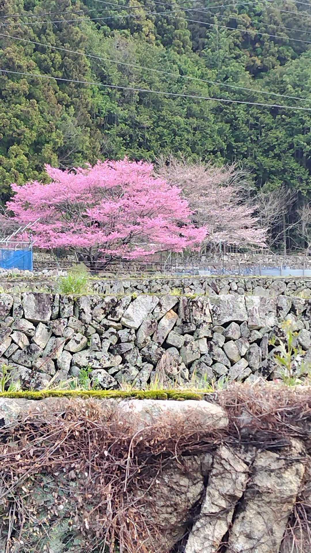 あんなとこに🌸