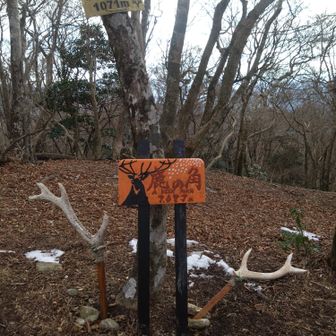 鹿の角▲標記👍鹿の角は本物