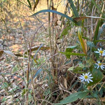 見かける草花はかなり少なくなってきました
