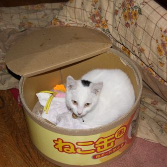 こつぶちゃん