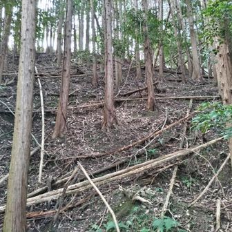 スタートから登山口もルートもが全然わかりません。取り敢えず目の前の山に直登