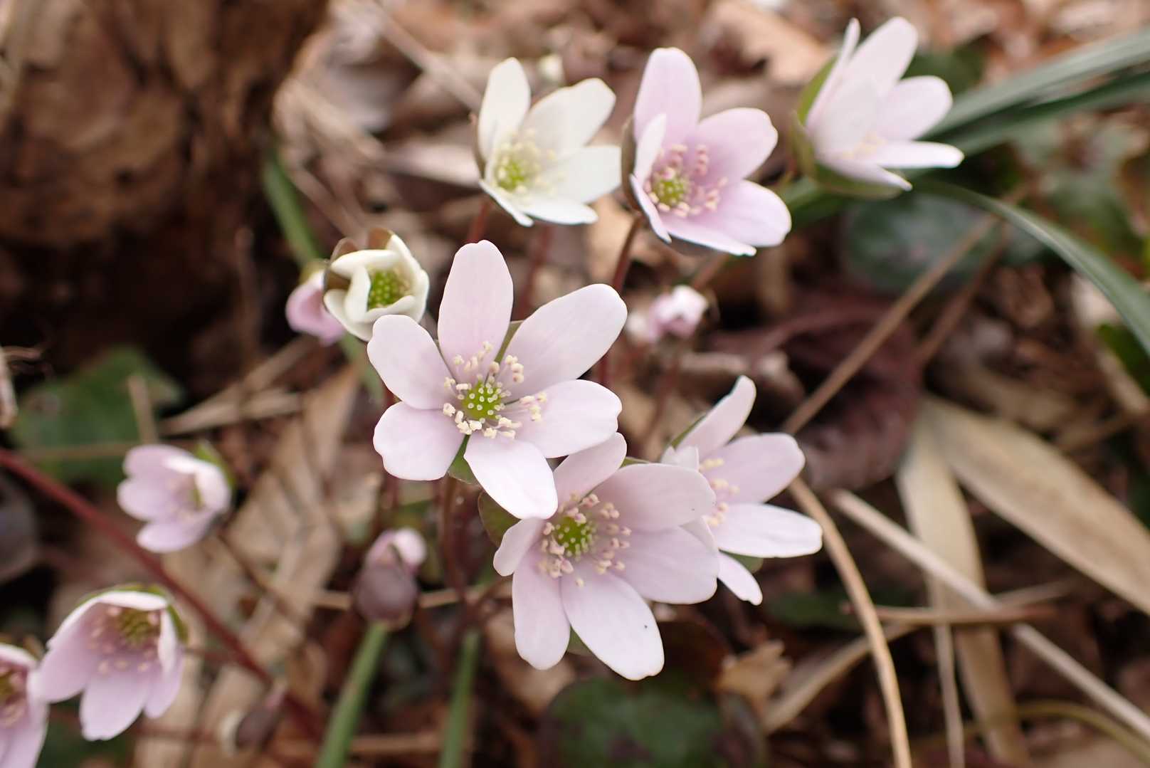 淡いピンク🌸