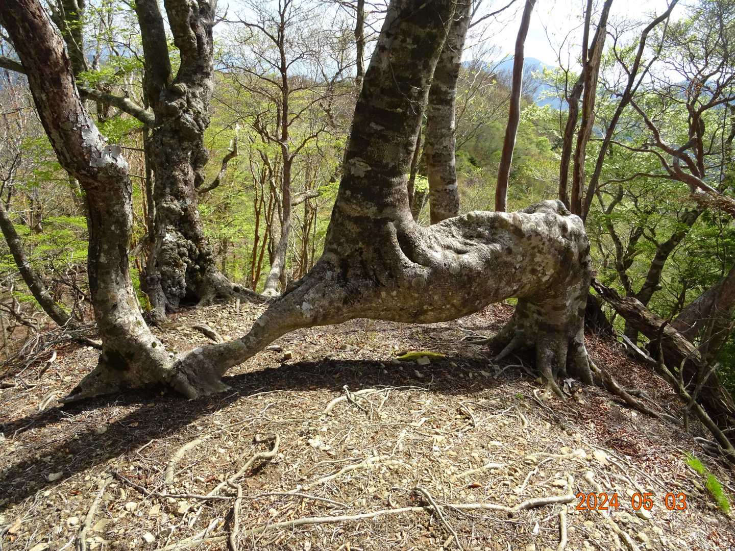霧降山-池木屋山 往復コースの写真