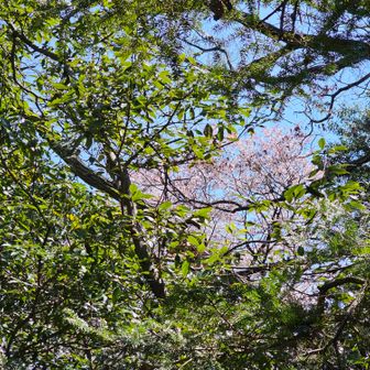 桜の花びらが落ちているので、どこかに桜あるのかな？と思ったらあそこにあった。少々広めで日当たりもいいので、ここでお昼休憩。